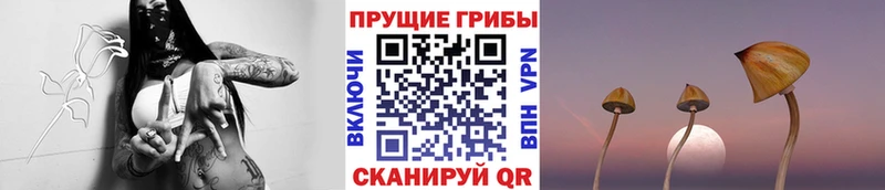Галлюциногенные грибы Psilocybine cubensis  Купить где  Елизаветинская 
